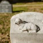 The Transformative Impact of Visiting Ancient Forests