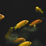 The Unexpected Gadgets That Make Life with Pets Easier